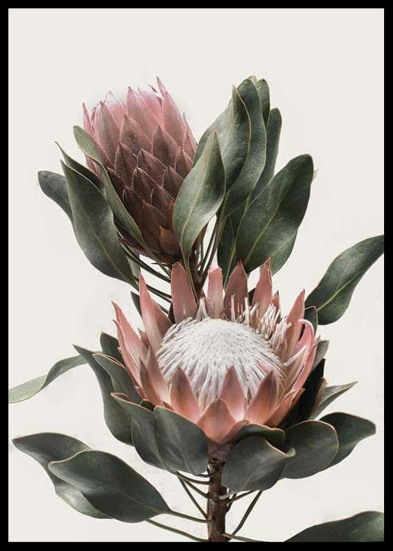 Photograph of two protea flowers with pink petals and green leaves-12