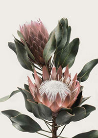 Photograph of two protea flowers with pink petals and green leaves-7