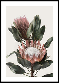 Photograph of two protea flowers with pink petals and green leaves-0