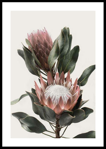 Poster Protea Flowers