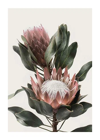 Poster Protea Flowers