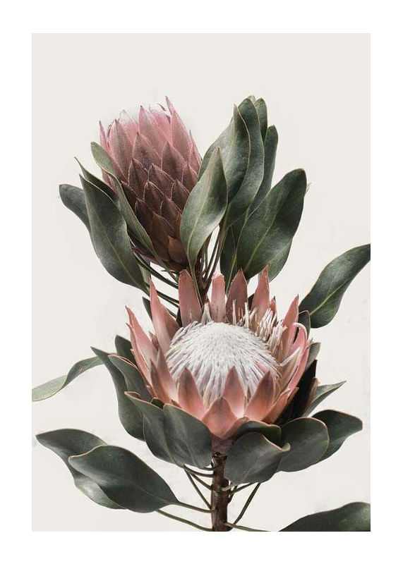Protea Flowers-12