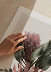Photograph of two protea flowers with pink petals and green leaves-9