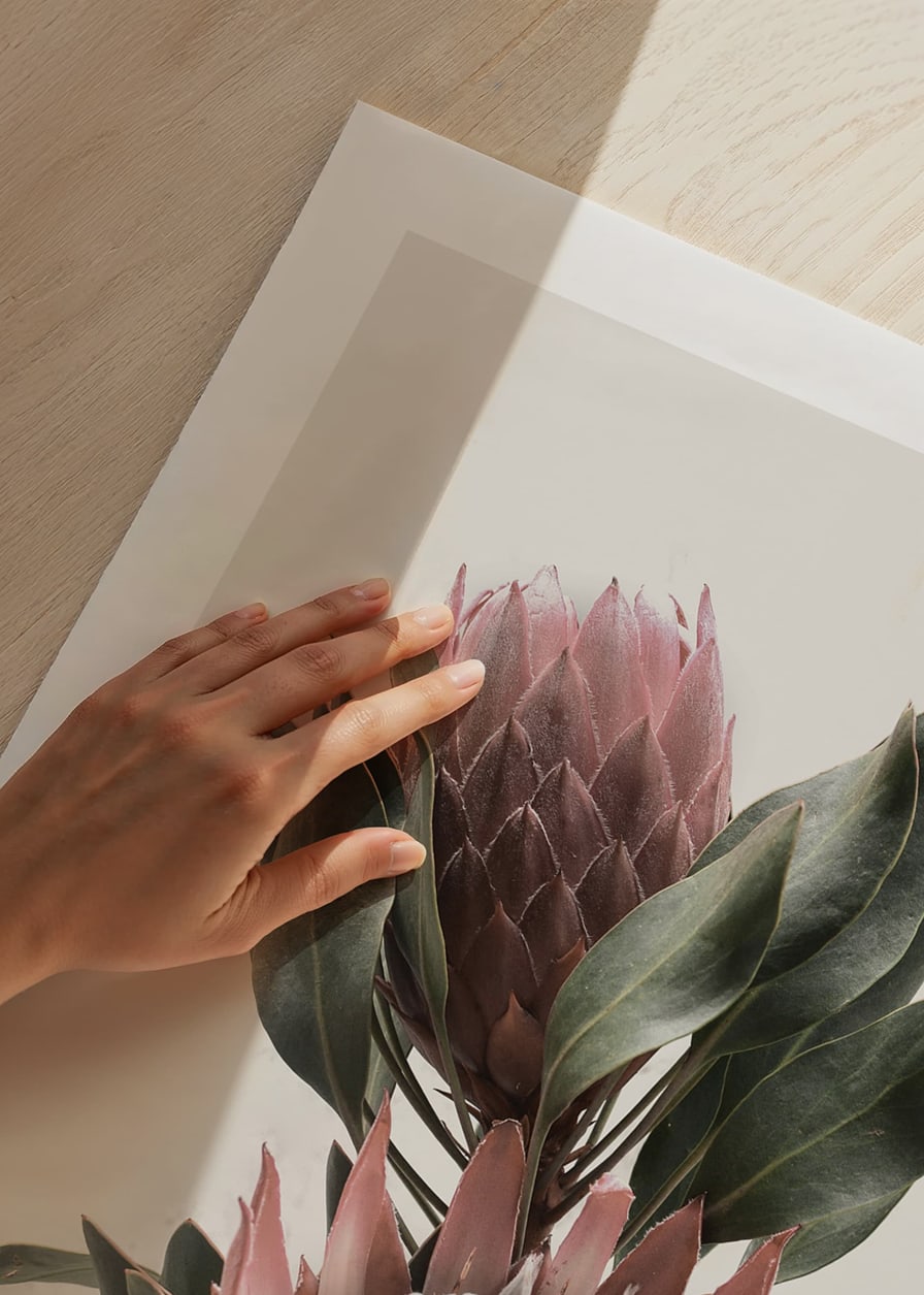 Photograph of two protea flowers with pink petals and green leaves-12