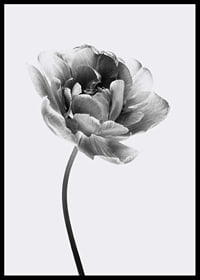 Black and white close-up of a tulip with soft petals-6