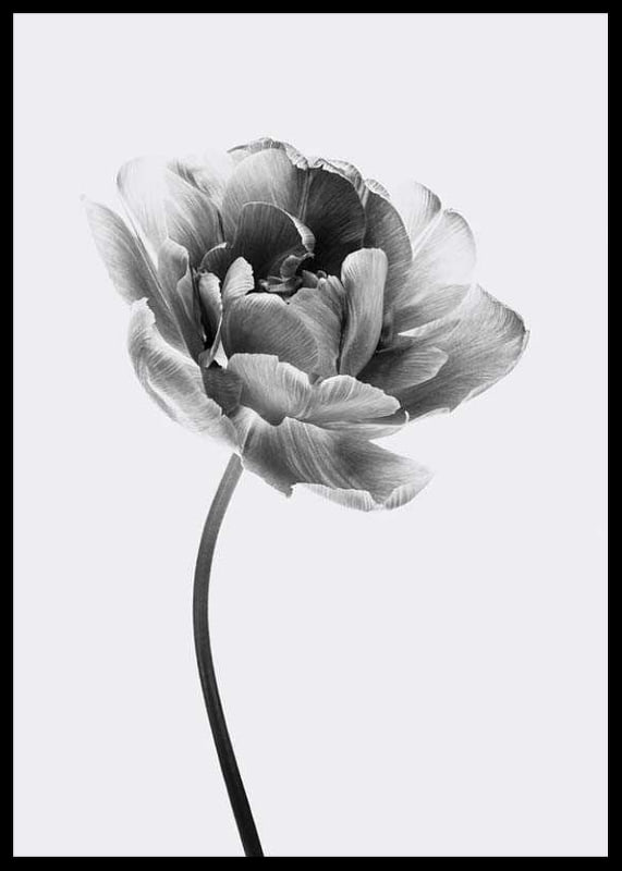 Black and white close-up of a tulip with soft petals-12