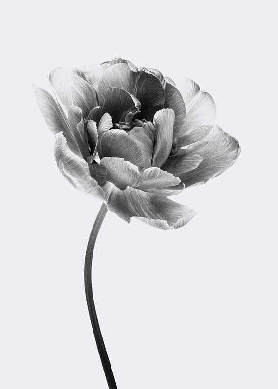 Black and white close-up of a tulip with soft petals-12