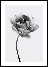 Black and white close-up of a tulip with soft petals-0