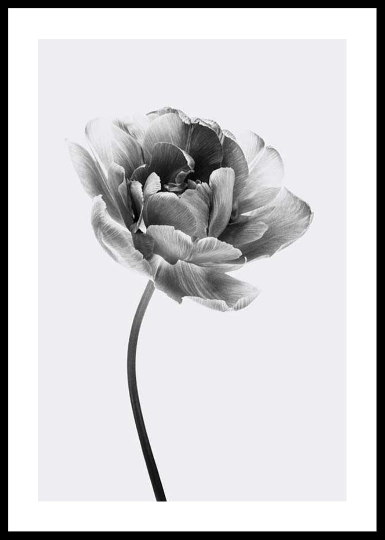 Black and white close-up of a tulip with soft petals-12