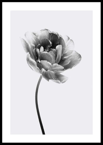 Poster Tulip Flower B&W