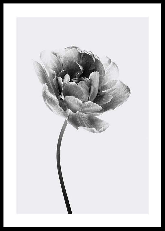 Tulip Flower B&W-12