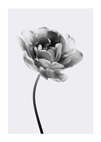 Black and white close-up of a tulip with soft petals-1