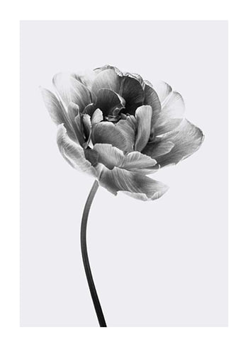 Poster Tulip Flower B&W
