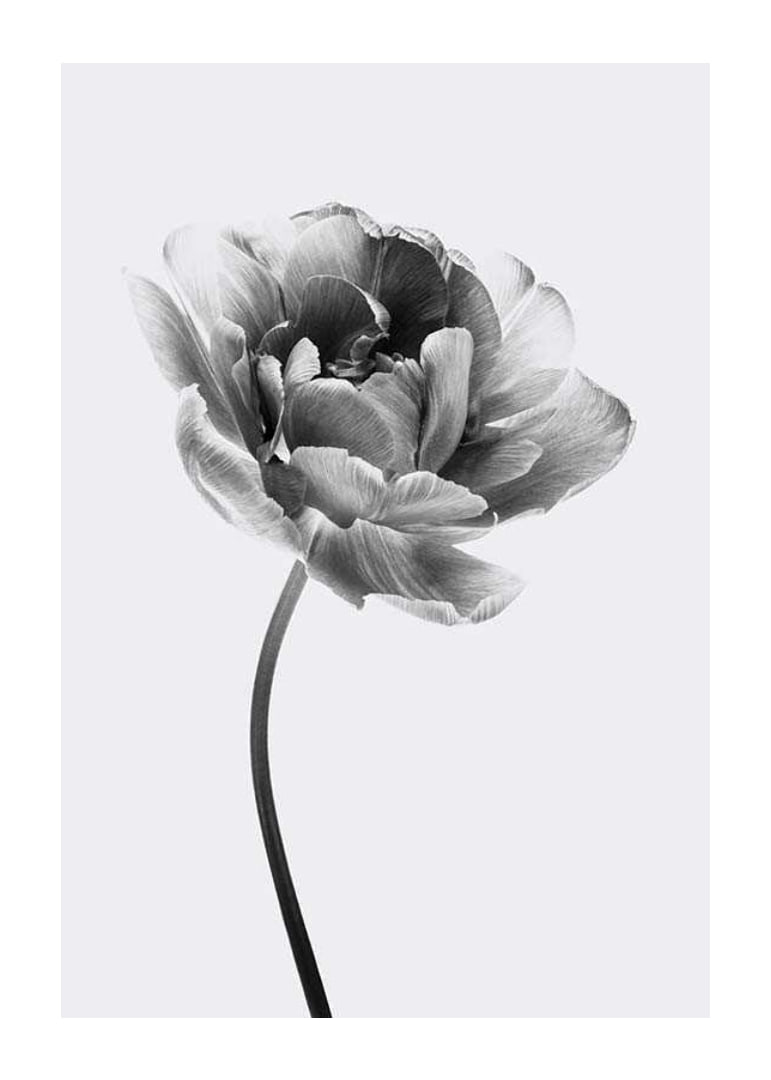 Black and white close-up of a tulip with soft petals-12