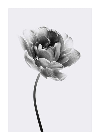 Plakatas Tulip Flower B&W