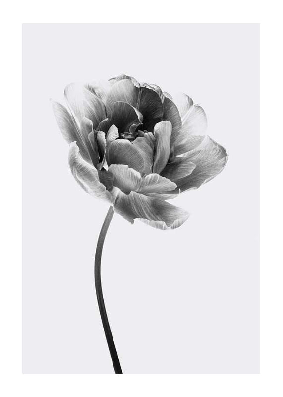 Tulip Flower B&W-12