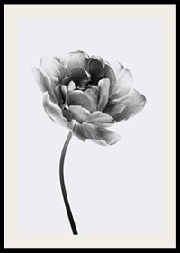 Black and white close-up of a tulip with soft petals-2