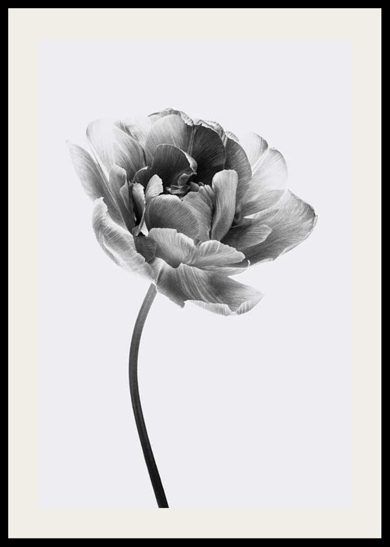 Black and white close-up of a tulip with soft petals-12