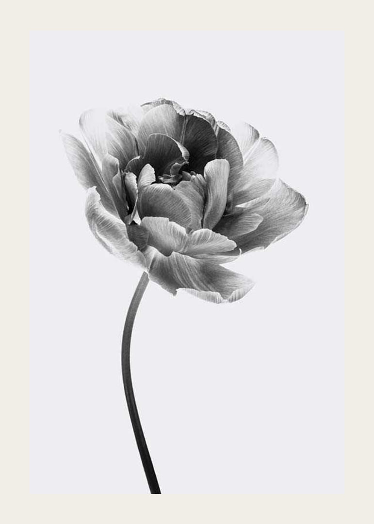 Black and white close-up of a tulip with soft petals-12
