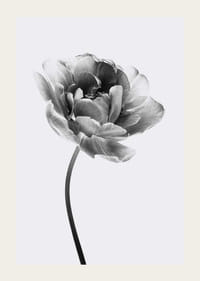 Black and white close-up of a tulip with soft petals-3