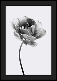 Black and white close-up of a tulip with soft petals-4