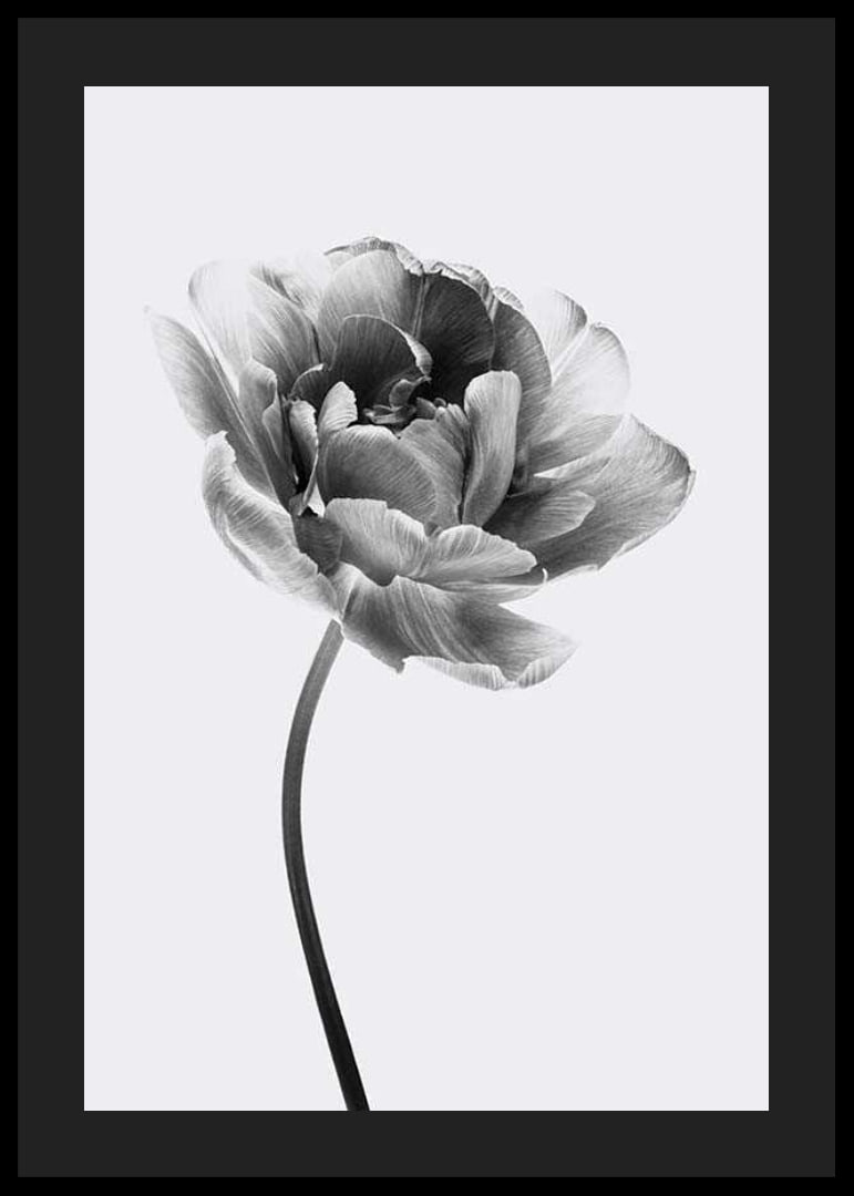 Black and white close-up of a tulip with soft petals-12