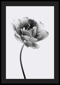 Black and white close-up of a tulip with soft petals-4
