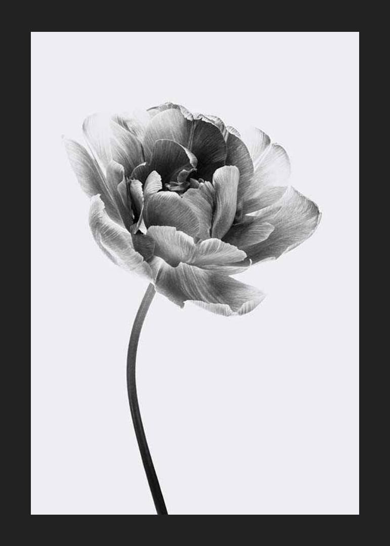 Black and white close-up of a tulip with soft petals-12