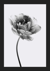 Black and white close-up of a tulip with soft petals-5