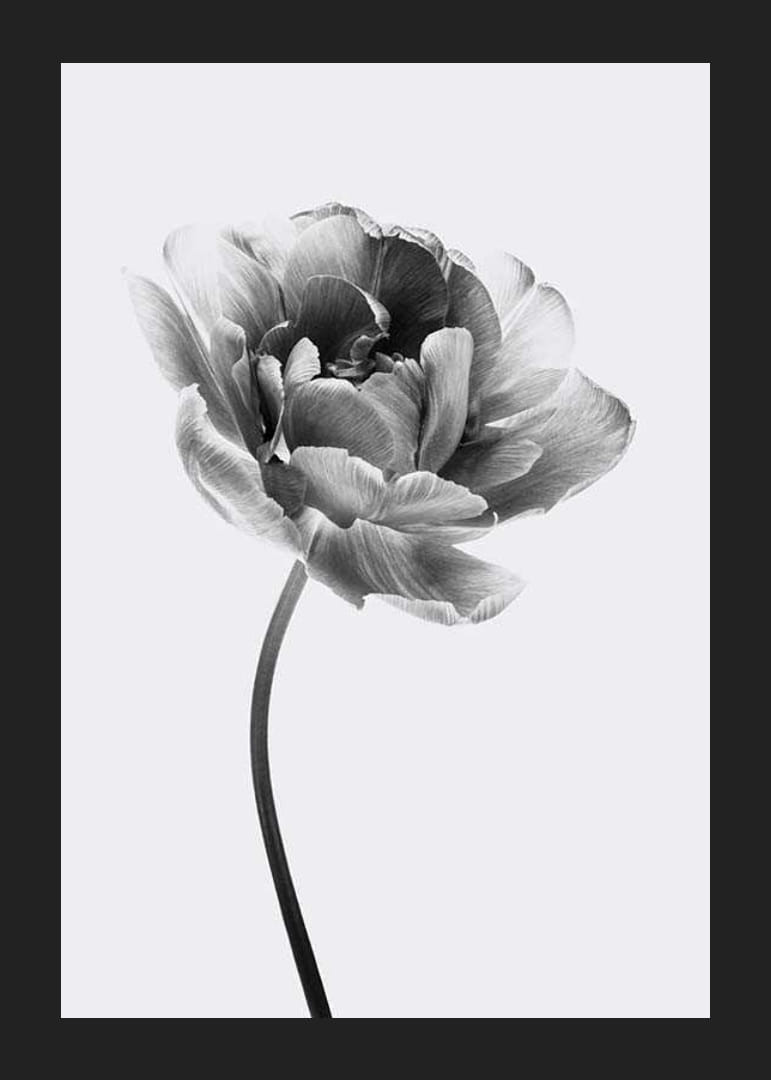 Black and white close-up of a tulip with soft petals-12
