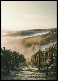 Fotografi av vinodling i dimhöljda kullar i Piemonte-6