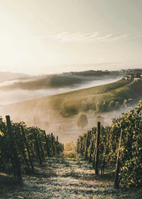 Fotografi av vinodling i dimhöljda kullar i Piemonte-7