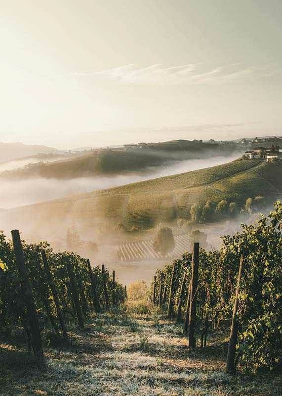 Fotografi av vinodling i dimhöljda kullar i Piemonte-12