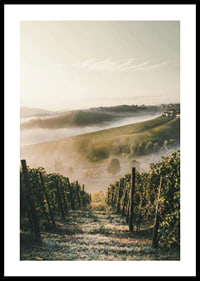 Fotografi av vinodling i dimhöljda kullar i Piemonte-0