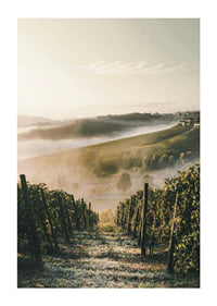 Fotografi av vinodling i dimhöljda kullar i Piemonte-1