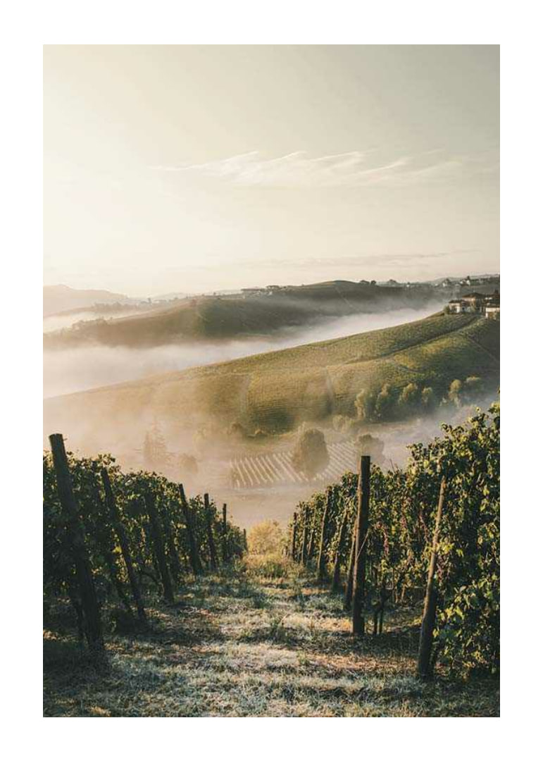 Fotografi av vinodling i dimhöljda kullar i Piemonte-12
