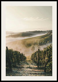 Fotografi av vinodling i dimhöljda kullar i Piemonte-2