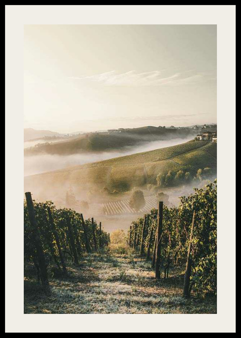 Fotografi av vinodling i dimhöljda kullar i Piemonte-12