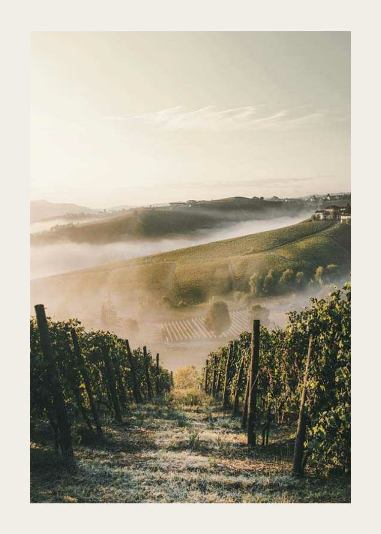 Photographie de la viticulture dans les collines brumeuses du Piémont-12