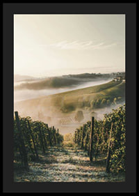 Fotografi av vinodling i dimhöljda kullar i Piemonte-4