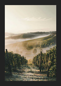 Fotografi av vinodling i dimhöljda kullar i Piemonte-5