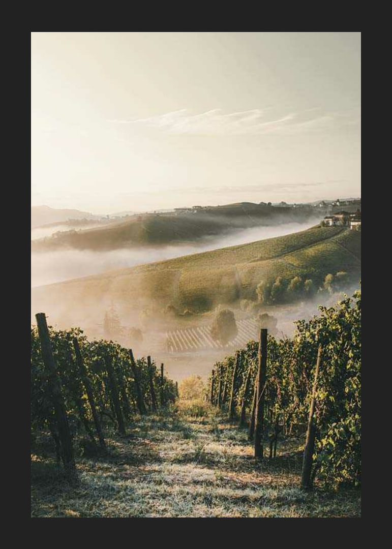 Fotografi av vinodling i dimhöljda kullar i Piemonte-12