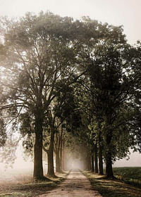 Morning Road-3