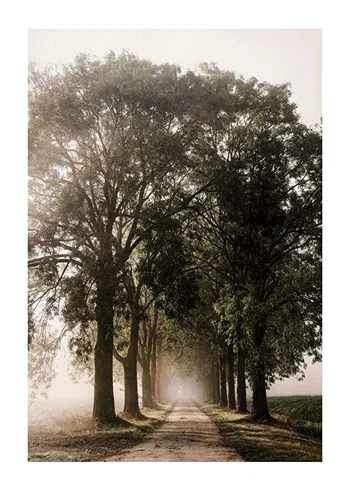 Poster Morning Road