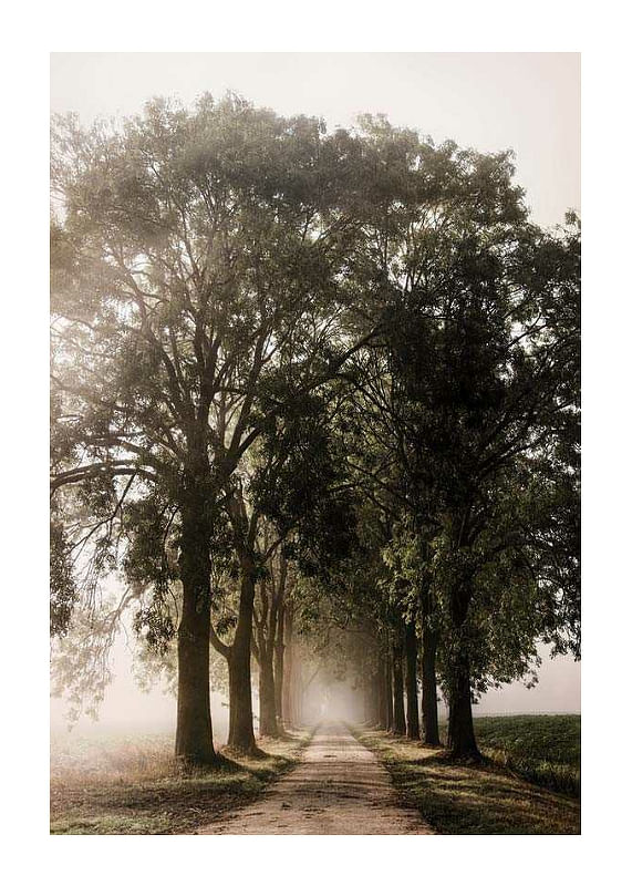 Poster Morning Road