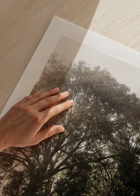 Fotografia štrkovej cesty s alejou vysokých stromov v rannej hmle-9