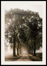 Photograph of gravel road with avenue of tall trees in morning fog-2