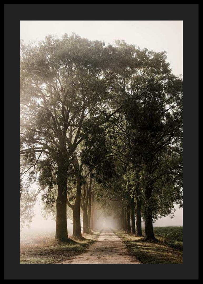 Photograph of gravel road with avenue of tall trees in morning fog-12