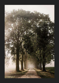Photograph of gravel road with avenue of tall trees in morning fog-5
