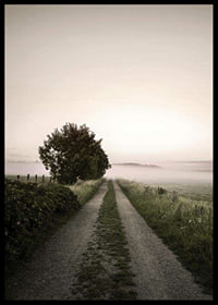 Country road through foggy field with trees at sunrise-6